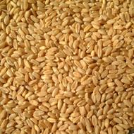 گندم پاک شده