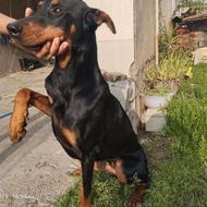 دوبرمن ماده واگذاری