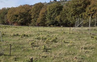 زمین مناسب سرمایه گذاری