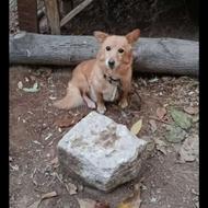 سگ پاکوتاه 10 ساله