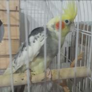 مولد معاوضه با پرنده یا چیزی که به کارم بیاد