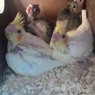 جوجه عروس هلندی دستی لوتینو