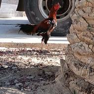 خروس خوب باماده مرغ نصل دار باماده