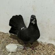 کبوتر دم ...........