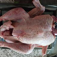 فروش گوشت بوقلمون