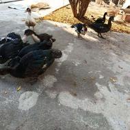 فروش 7تا اوردک