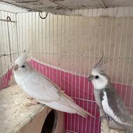 طوطی عروس مولد به شرط