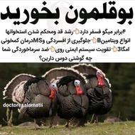 جوجه بوقلمون 3 ماهه برنز انگلیسی