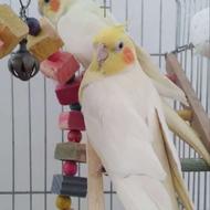 عروس آلبینو یکدست نرماده جفت خورده مولد زیرقیمت