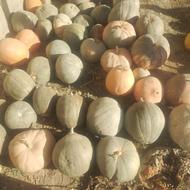 فروش کد حلوایی درجه 1 ویژه شب یلدا