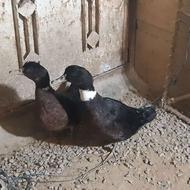 اردک دورگ محلی خارجی