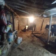 گوساله نر سیمینتال خالص‌ مخصوص پروار کشتار