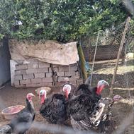 بوقلمون بالغ