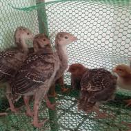 جوجه بوقلمون برنز انگلیس سینه پهن