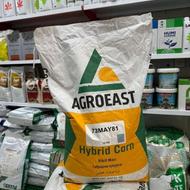 بذر ذرت مای _مناسب کشت علوفه ای و دانه ای