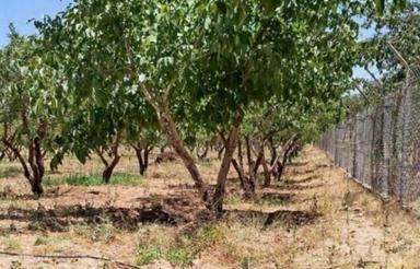 باغ فروشی فوری