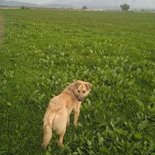 فروش زمین باغ وکشاورزی