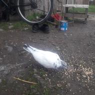 کبوتر ماده کله برنجی