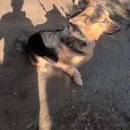 یک سک ژرمن شولاین واگذاری