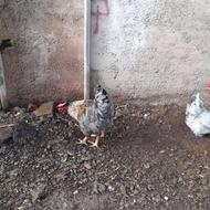 5عددخروس جوان وزیبا