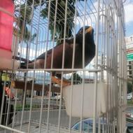 مرغ مینا نر سخنگو