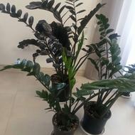 گل زامفولیا بلک و سبز