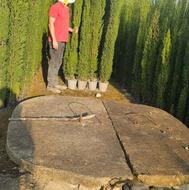 سرو شیرازی( سرو ناز) درجه 1