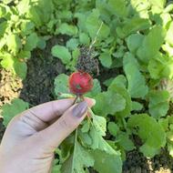 فروش انواع سبزی