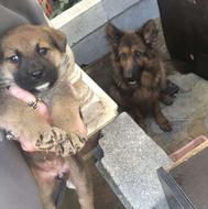 توله سگ ژرمن مالینویز واگذاری