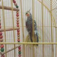 عروس هلندیی