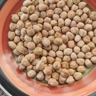 نخود سفید محلی ونخود کرمانشاه