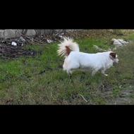 واگذاری پاکوتاه اشپیتز ماده