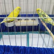 جفت مرغ عشق سالم با قفس