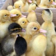 فروش ویژه جوجه اردک پکنی