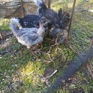 جوجه اردک و گلین