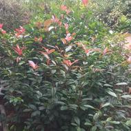 فروش تعداد زیادی گل در زمین