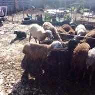 گوسفند زنده