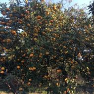 فروش نارنگی درجه یک