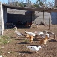 5عددغازبا6عدداوردک خارجی