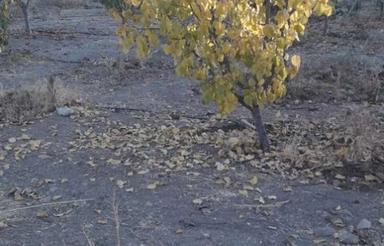 فروش یک قطعه باغ تفریحی