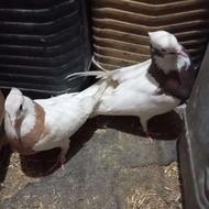 کبوتر طوقی ه قیمت مناسب