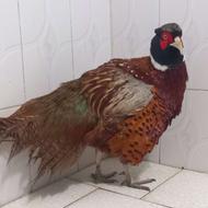 قرقاوول سالم