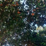 کارگر پرتقال چینی