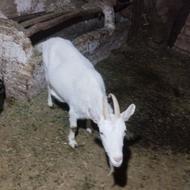 بزساسنن شیری