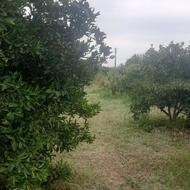 زمین کشاورزی مرکبات بارده قراخیل باغ