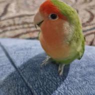 کوتوله برزیلی به همراه قفس و لوازم