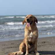 واگذاری رایگان گلدن