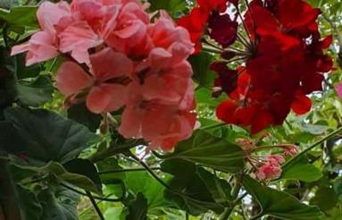 فروش ویلا مبله 6میلیار در سوادکوه روستای پلسفید