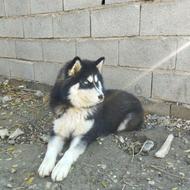 واگذاری سگ هاسکی مالاموت نژاد بالا