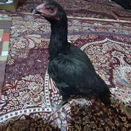 مرغ لاری اصل